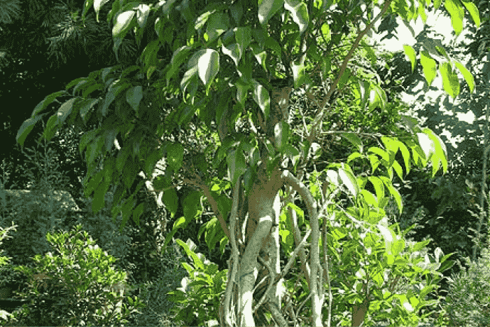 ficusnerifolia1
