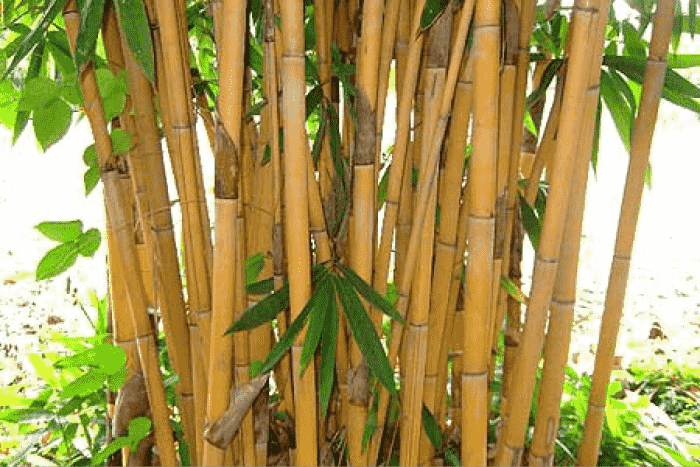 goldenbamboo1