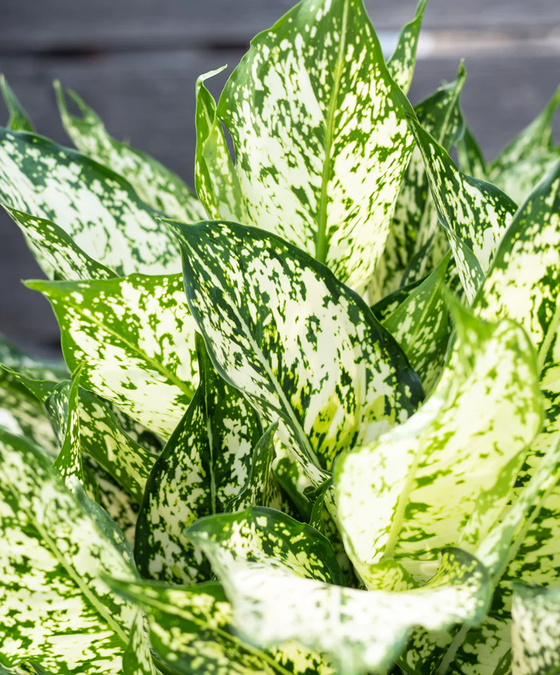 aglaonema