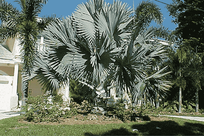 bismarckianobilis1