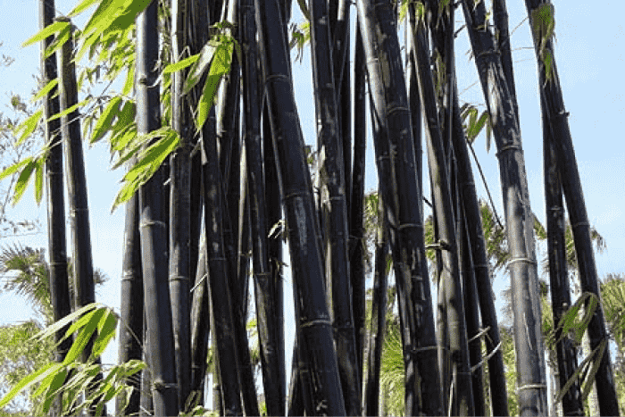 blackbamboo1