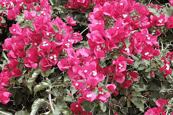 bougainvillea11
