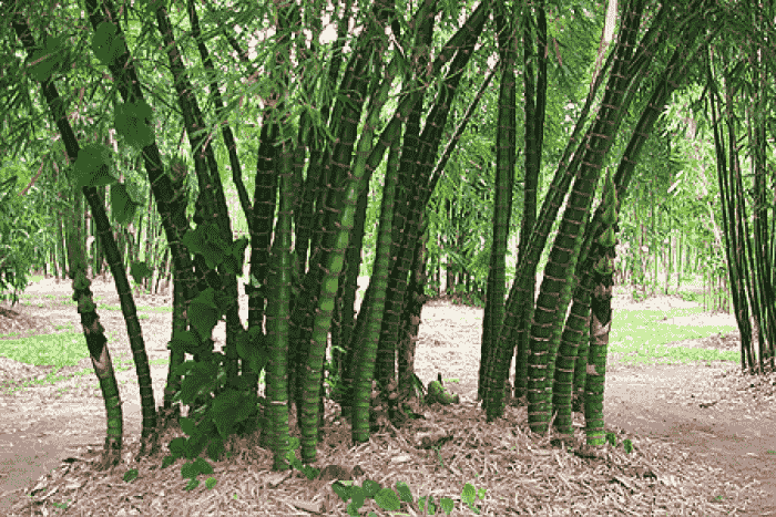 buddhasbellybamboo1