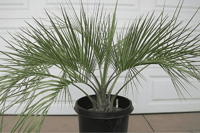 butia