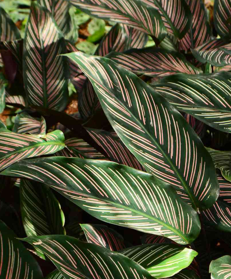 calathea