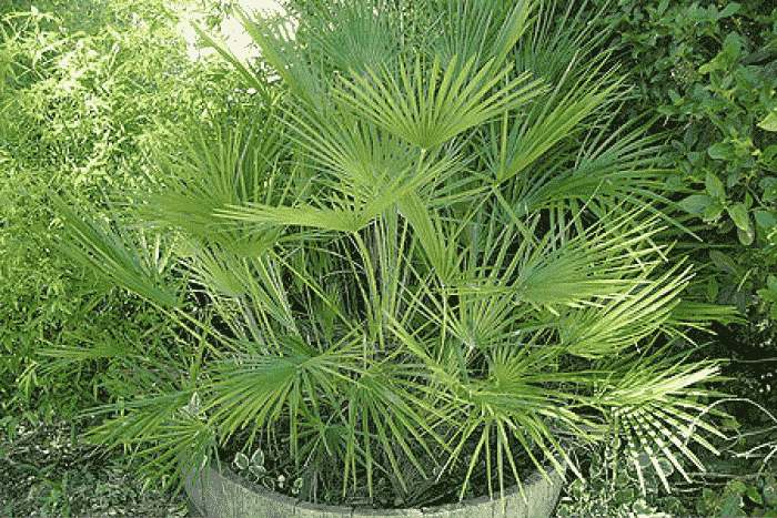 Chamaerops