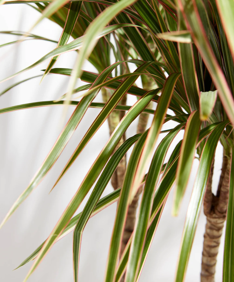 dracaena