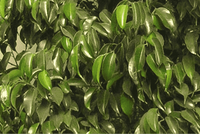 ficusblackeana1