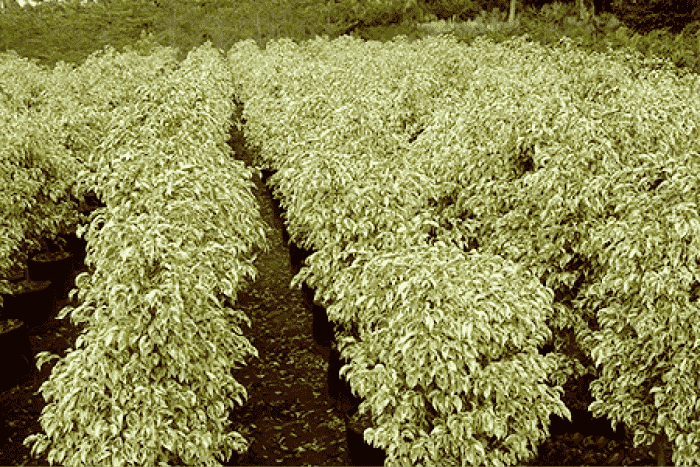 ficuskingbush1