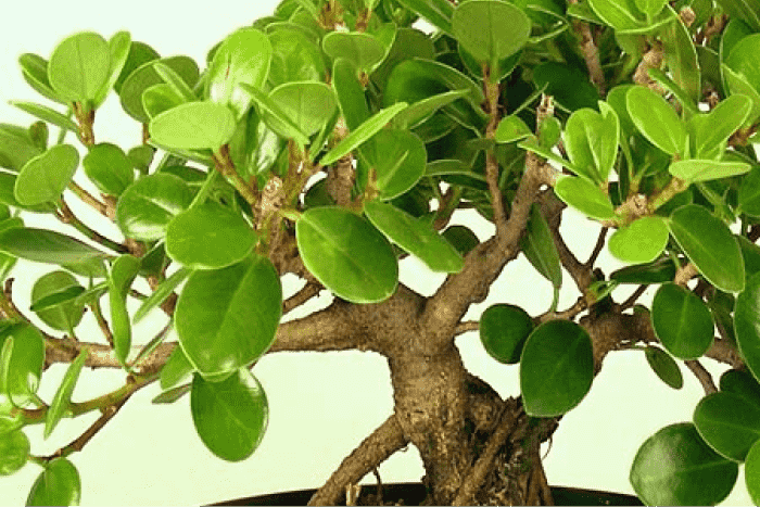 ficuslongIland1