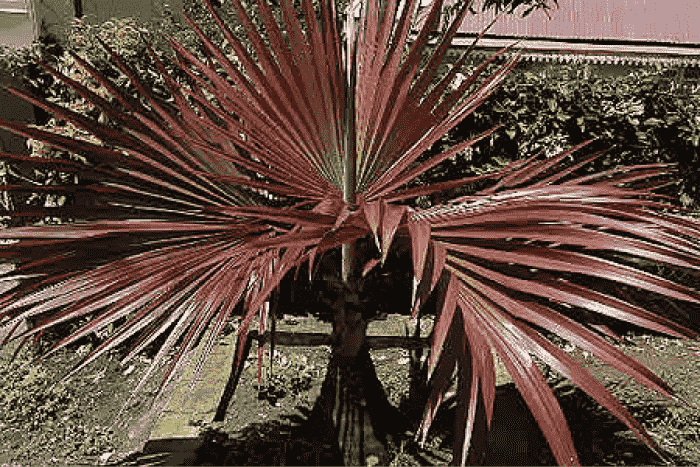 latania_lontaroids1(red)