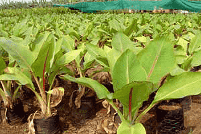 musa