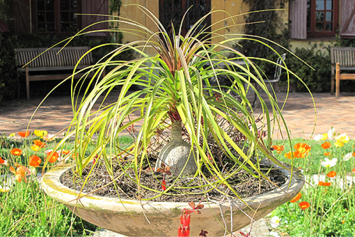 nolinaRecurvata1