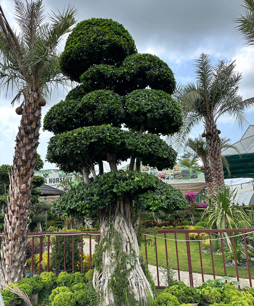 palm 