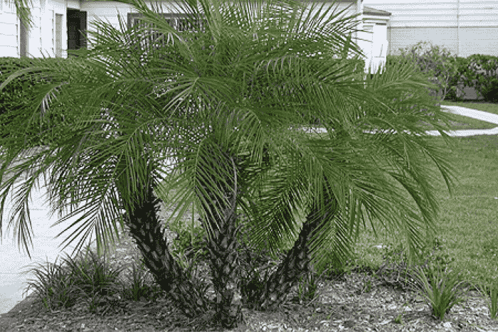 phoenixpalm