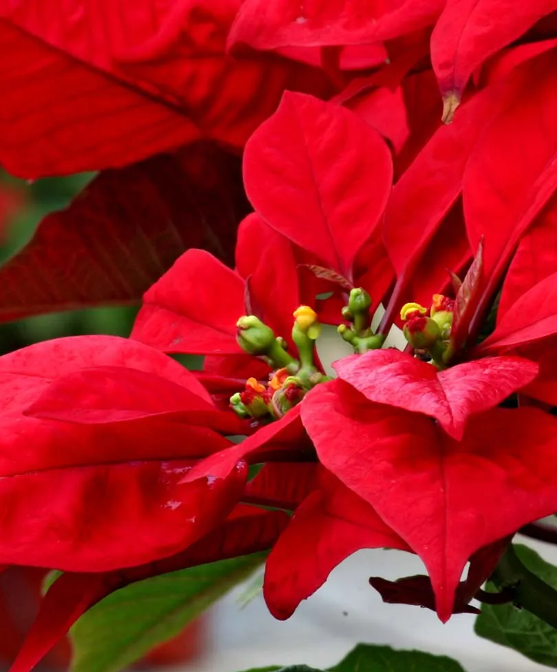 redflower 1