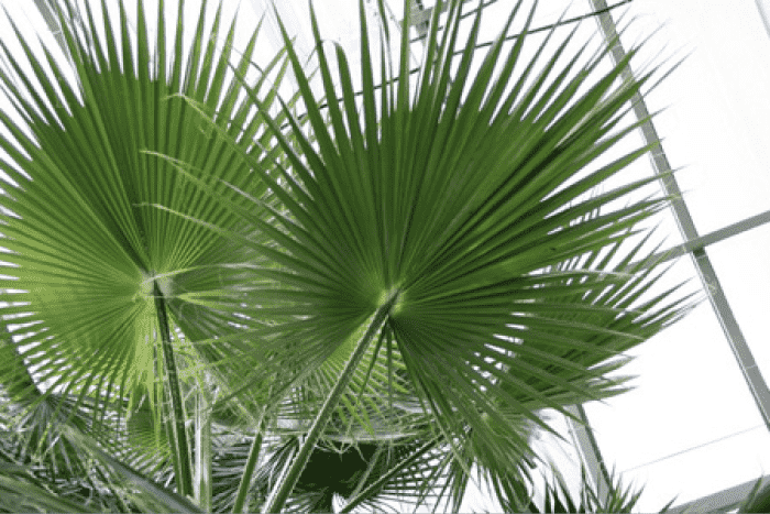 washingtoniafilifera1